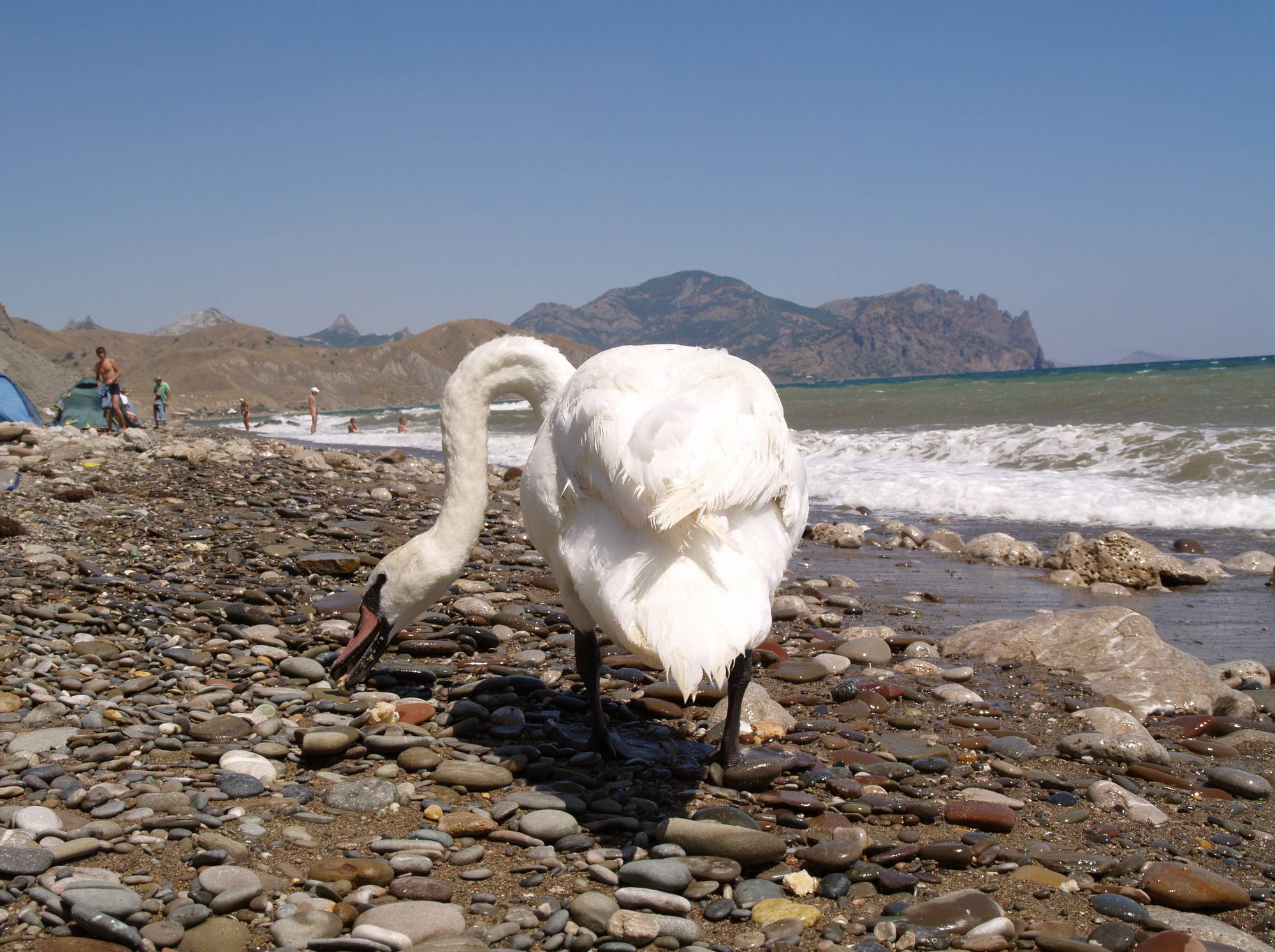 Nude Ocean Swan Beauty - 3